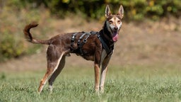 Schlanker Hund mit dunkelbraunem Fell steht seitlich auf einer Wiese 