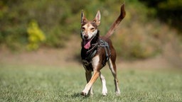 Schlanker Hund mit dunkelbraunem Fell hechelnd auf einer Wiese 