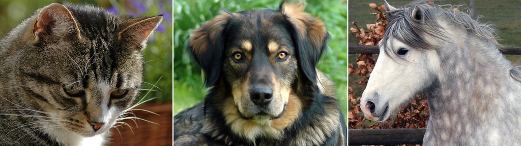 Montage Hund / Katze / Pferd