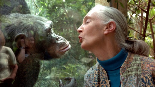 Die Affenforscherin Jane Goodall mit einem Schimpansen
