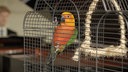 Annika Kahrs, Playing to the Birds (Den Vögeln vorspielen), 2013, Still, Courtesy die Künstlerin und Produzentengalerie Hamburg
