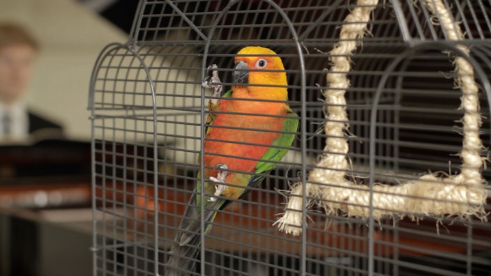 Annika Kahrs, Playing to the Birds (Den Vögeln vorspielen), 2013, Still, Courtesy die Künstlerin und Produzentengalerie Hamburg