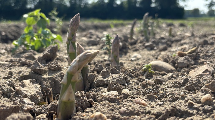 mehrere Stangen grüner Spargel wachsen auf einem Feld aus dem Boden