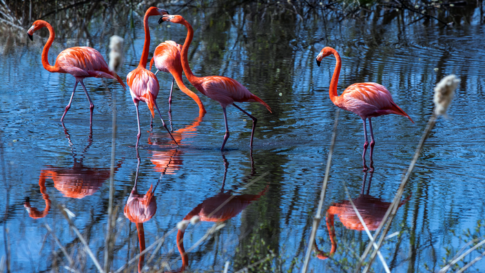 Mehrere Flamingos stehen im Wasser