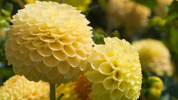 Garten-ABC: Buttercap Dahlie