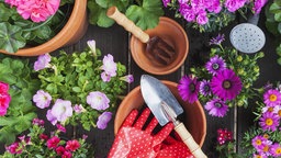 Das Bild zeigt Blumen und Gartenwerkzeuge auf einem Tisch.