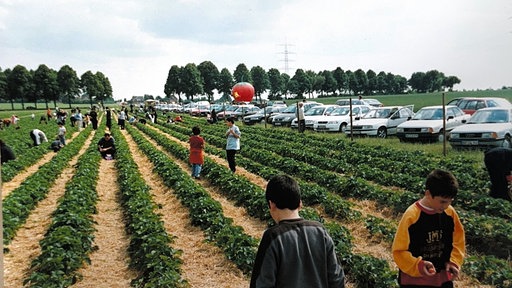 Menschen laufen über ein Erdbeerfeld und pflücken Erdbeeren.
