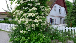 Das Bild zeigt Kletterhortensien.