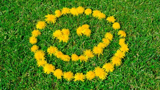 Ein lächelndes Gesicht aus Löwenzahnblüten auf einer Wiese