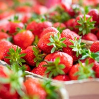 Das Bild zeigt viele Freiland-Erdbeeren der Saison, die zum Verkauf bereit stehen.