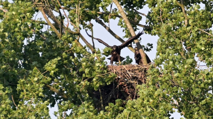 Zwei schon herangewachsene Seeadlerküken hocken auf dem Nest.