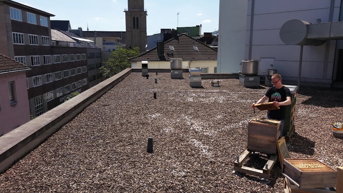Henricus Stute arbeitet, auf dem Konzerthausdach, am Bienenstand