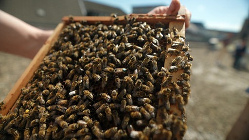 Viele Bienen befüllen die Waben mit Honig