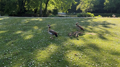 Zwei ausgewachsene Nilgänse gehen in einem Park mit sieben jungen Gänsen spazieren.