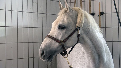 Ein weißes Pferd steht in einem Stall.