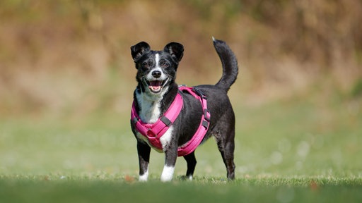 Ein mittelgroßer Hund mit schwarz-weißem Fell auf einer Wiese