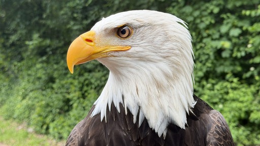 Weißkopfseeadler Milow