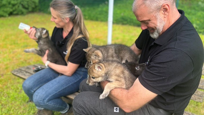 Daniela Hamm gibt einem Wolfswelpen das Fläschchen, Ingo Hamm hält zwei weitere Tiere in Händen