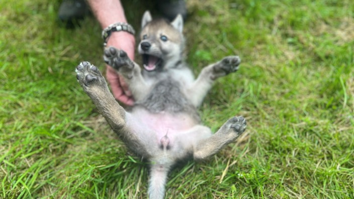 Ein verspielter Wolfswelpe