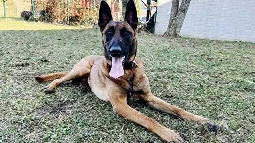 Der Spürhund Cash liegt mit offenem Mund auf einer Wiese und schaut mit aufgestellten Ohren in die Kamera.