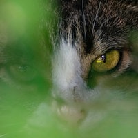 Eine halbverborgene Katze guckt mit gelben Augen in die Kamera (Symbolbild)