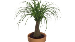 Eine Wurzelsukkulente der Art Elefantenfuß