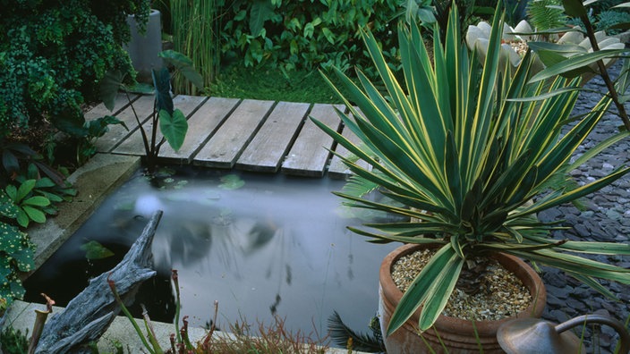 Yuccapalme neben einem Gartenteich