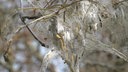 Nest der Gespinstmotte