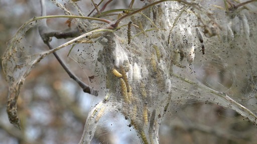 Nest der Gespinstmotte