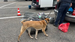 Beamter lässt Polizeihund Gegenstände aus Kofferaum abschüffeln