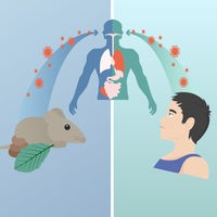 Grafik: Verbreitung des Hanta-Virus