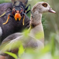 Collage mit einem Waschbären, einer Hornisse und einer Gans im Grünen.