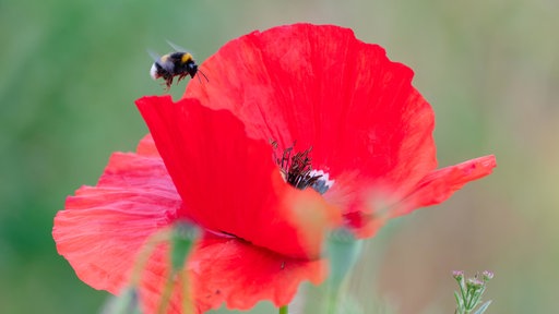 Eine Hummel fliegt zu einer roten Klatschmohnblüte