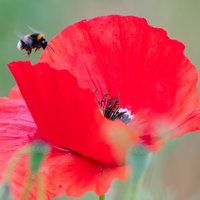 Eine Hummel fliegt zu einer roten Klatschmohnblüte