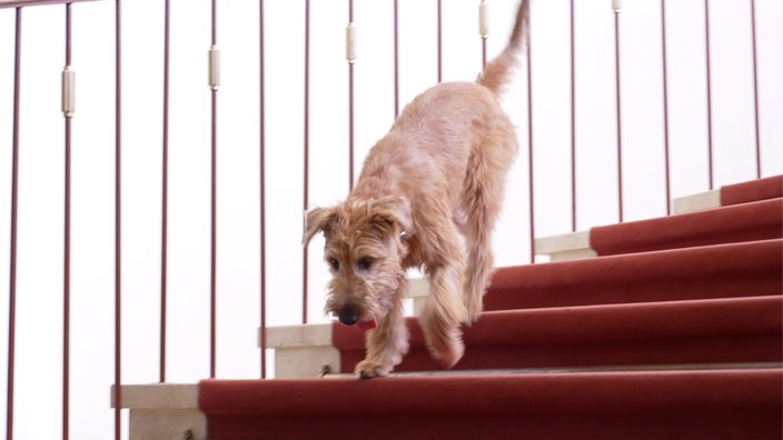 Hund läuft auf einer roten Treppe nach unten