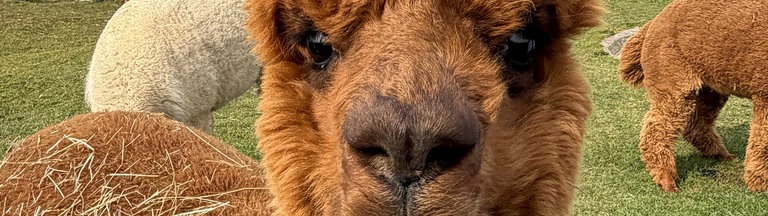 Ein braunes Alpaka blickt frontal nach vorne, im Hintergrund sieht man andere Alpakas auf einer Wiese grasen