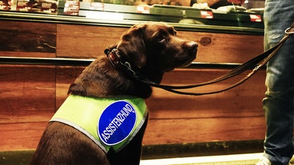 Ein brauner Hund sitzt auf dem Boden vor einer Theke im Supermarkt. Er trägt eine Weste mit der Aufschrift "Assistenzhund".