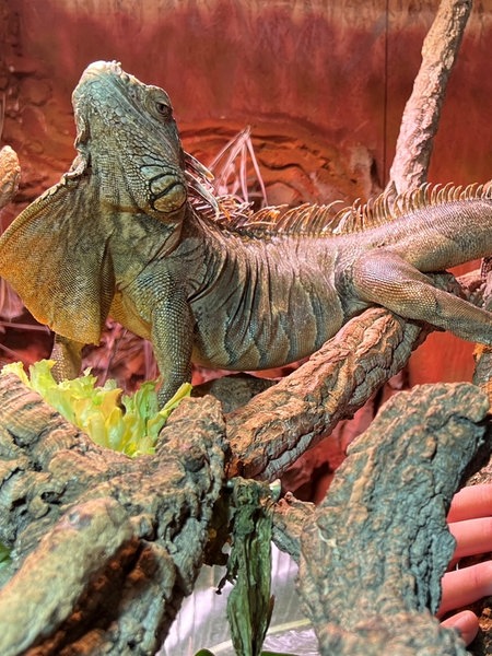 Manuel Krauß in seinem Terraristik-Geschäft neben einem Reptil