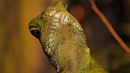 Eine Wasseragame schaut in die Kamera