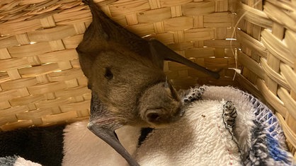 Eine Fledermaus klettert in einem Korb