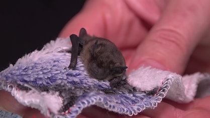 Eine kleine Fledermaus liegt auf einem Tuch