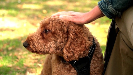 Eine Hand streichelt Labradoodle Morris