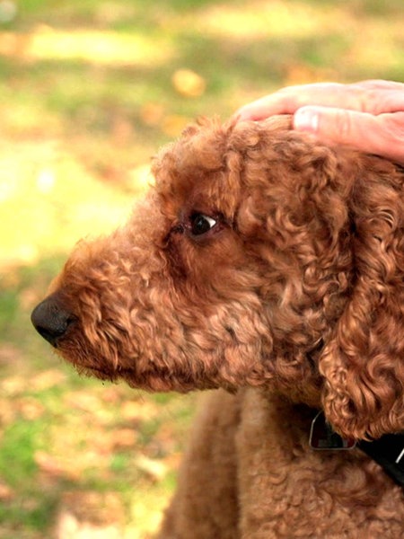 Eine Hand streichelt Labradoodle Morris