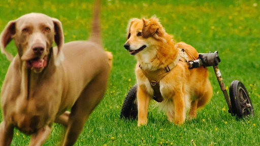 Zwei Hunde laufen über eine grüne Wiese, der eine Hund sitzt in einer Art Rollstuhl.