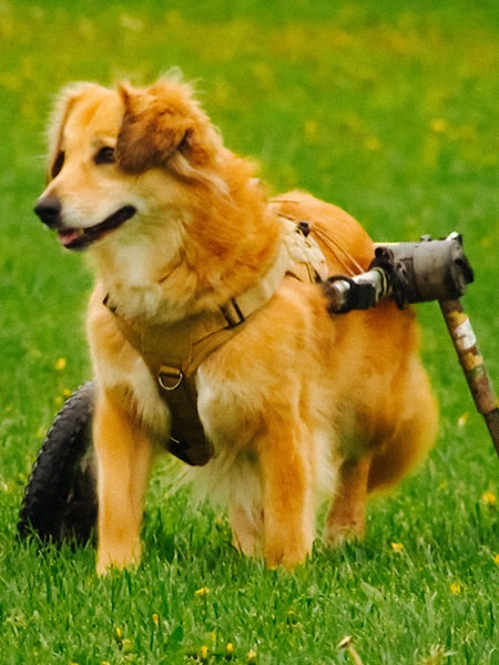 Zwei Hunde laufen über eine grüne Wiese, der eine Hund sitzt in einer Art Rollstuhl.