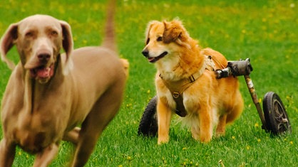 Zwei Hunde laufen über eine grüne Wiese, der eine Hund sitzt in einer Art Rollstuhl.