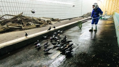 Eine Person in einem blauen Schutzanzug versucht, Tauben mit einem Kächer einzufangen.