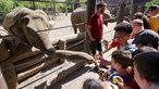 Kinder füttern einen Elefanten im Allwetterzoo Münster.