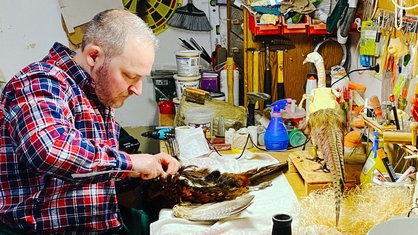 Florian Polansky, ein blondhaariger Mann mit Dreitagebart im karierten Flanellhemd, sitzt an einem hölzernen Arbeitstisch und präpariert einen Fasan mit einer Metallnadel.