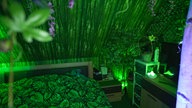Blick ins Schlafzimmer von Jenny und Andreas, das komplett in grün gehalten ist, die Bettdecke hat ein Blätter-Muster, grünes Licht schimmert und Pflanzen sehen und hängen im Raum 